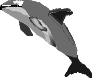 dolphin