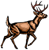 deer